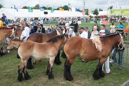 _CSV2096