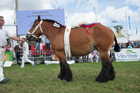_CSV2453